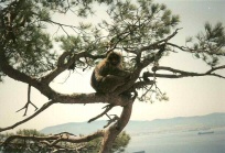 Affen von Gibraltar02