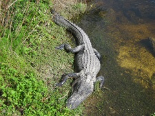 Alligator (1)