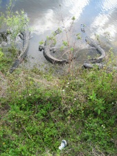 Alligator (2)