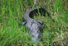 Alligator (3)