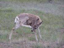 Bryce Canyon Deers