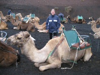 Camels