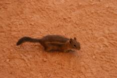 Chipmunk Bryce Canyon