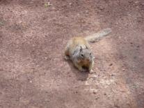 Chipmunk Zion