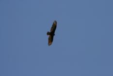 Condor Grand Canyon