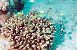 Corals1