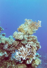 Corals2