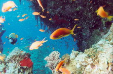 Corals5