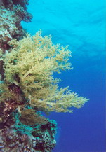 Corals6