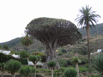 Dargo