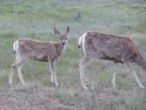 Deers Bryce Canyon