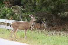Deers on 17-Mile-Drive