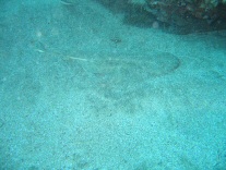 Engelshai