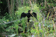 Everglades Animals