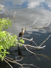 Everglades Animals (4)