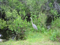 Everglades Florida