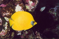 Fish1