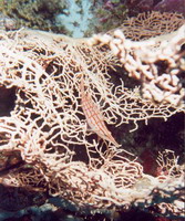 Fish11