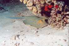 Fish12