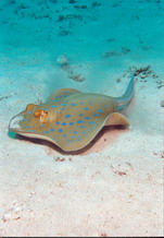 Fish13