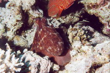 Fish14