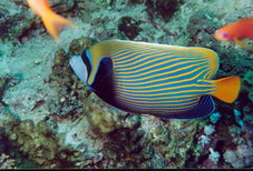 Fish15