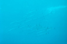 Fish17