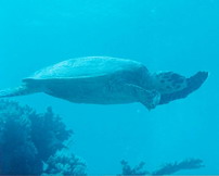 Fish18