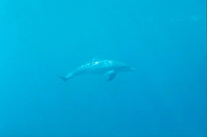 Fish19