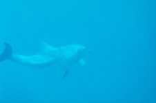 Fish20