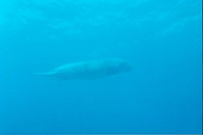Fish21