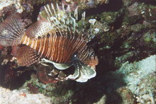 Fish22