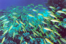 Fish24