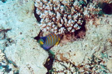 Fish25