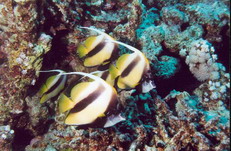 Fish27