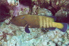 Fish3