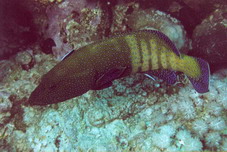 Fish4