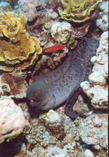 Fish5