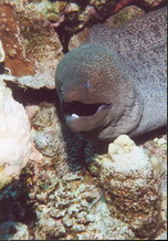 Fish6