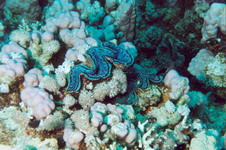Fish7