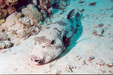 Fish9