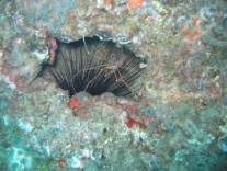 Gespenterkrabbe