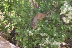Grand Canyon Squirrel