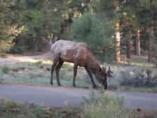 Grand Canyon Wildlife