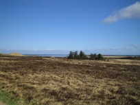 Heidelandschaft Sylt