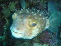 Igelfisch 1
