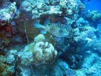Igelfisch 2