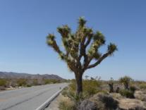 Joshua Tree National Park