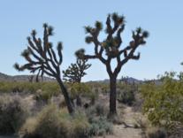 Joshua Tree National Park Califonia