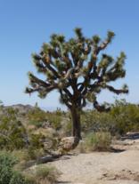 Joshua Tree National Park USA